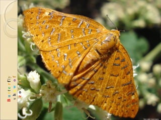 B u t t e r f l y  s h o w   o f  c o l o r s 