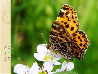 B u t t e r f l y  s h o w   o f  c o l o r s 