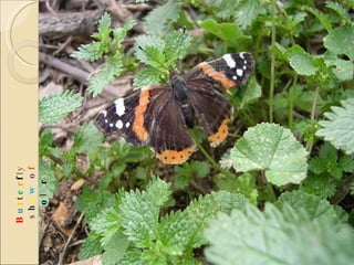 B u t t e r f l y  s h o w   o f  c o l o r s 