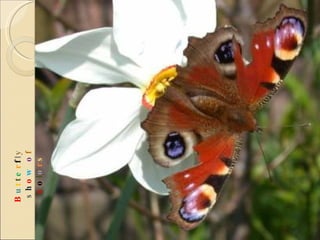 B u t t e r f l y  s h o w   o f  c o l o r s 