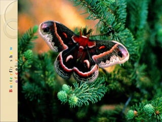 B u t t e r f l y  s h o w   o f  c o l o r s 