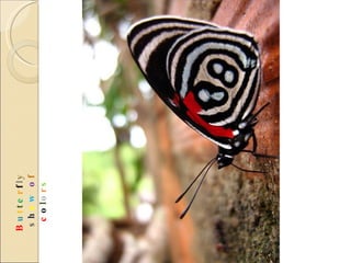 B u t t e r f l y  s h o w   o f  c o l o r s 