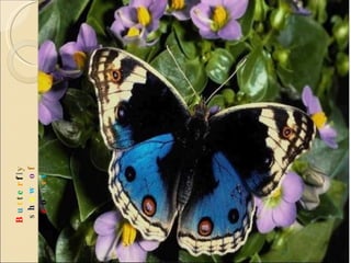 B u t t e r f l y  s h o w   o f  c o l o r s 