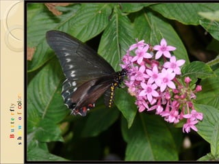 B u t t e r f l y  s h o w   o f  c o l o r s 