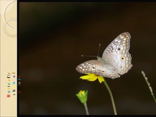 B u t t e r f l y  s h o w   o f  c o l o r s 