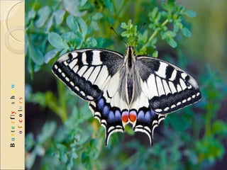 B u t t e r f l y   s h o w   o f  c o l o r s 