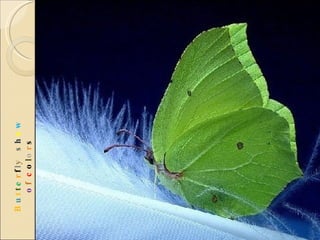 B u t t e r f l y  s h o w   o f  c o l o r s 