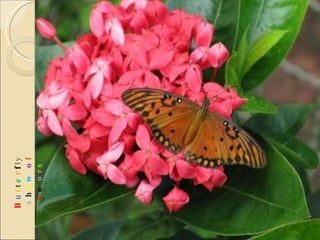 B u t t e r f l y  s h o w   o f  c o l o r s 