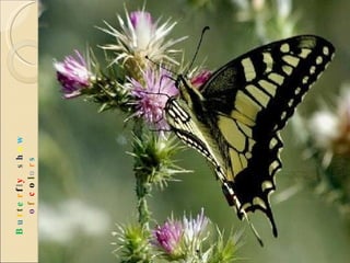 B u t t e r f l y  s h o w   o f  c o l o r s 