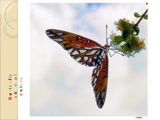 B u t t e r f l y   s h o w   o f  c o l o r s 