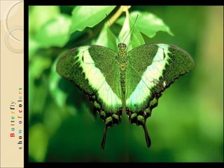 B u t t e r f l y  s h o w   o f  c o l o r s 