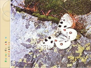 B u t t e r f l y  s h o w   o f  c o l o r s 