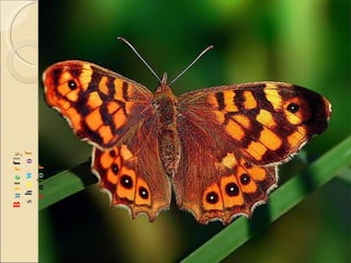 B u t t e r f l y  s h o w   o f  c o l o r s 