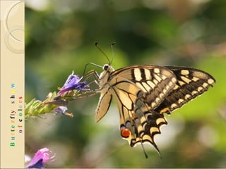 B u t t e r f l y   s h o w   o f  c o l o r s 