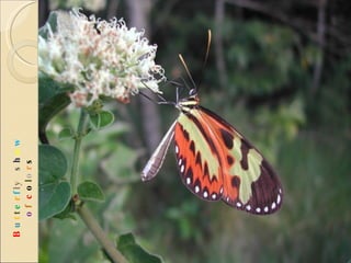 B u t t e r f l y  s h o w   o f  c o l o r s 