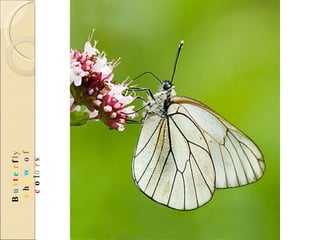 B u t t e r f l y  s h o w   o f  c o l o r s 