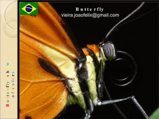 Butterfly [email_address] B u t t e r f l y  s h o w   o f  c o l o r s 