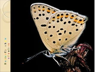 B u t t e r f l y  s h o w   o f  c o l o r s 