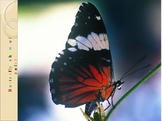B u t t e r f l y  s h o w   o f  c o l o r s 