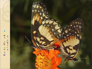 B u t t e r f l y  s h o w   o f  c o l o r s 