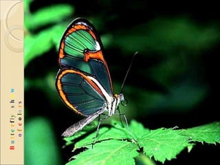 B u t t e r f l y   s h o w   o f  c o l o r s 