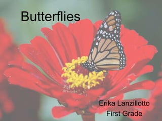 Butterflies




              Erika Lanzillotto
                First Grade
 