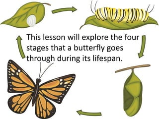 This lesson will explore the four
stages that a butterfly goes
through during its lifespan.This lesson will explore the four
stages that a butterfly goes
through during its lifespan.
 