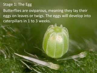 Stage 1: The Egg
Butterflies are oviparous, meaning they lay their
eggs on leaves or twigs. The eggs will develop into
caterpillars in 1 to 3 weeks.
 