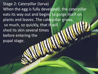 Stage 2: Caterpillar (larva)
When the egg is fully developed, the caterpillar
eats its way out and begins to gorge itself on
plants and leaves. The caterpillar grows
so much, so quickly, that it will
shed its skin several times
before entering the
pupal stage.
 