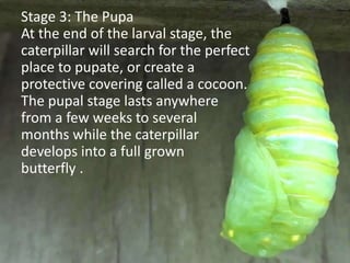 Stage 3: The Pupa
At the end of the larval stage, the
caterpillar will search for the perfect
place to pupate, or create a
protective covering called a cocoon.
The pupal stage lasts anywhere
from a few weeks to several
months while the caterpillar
develops into a full grown
butterfly .
 