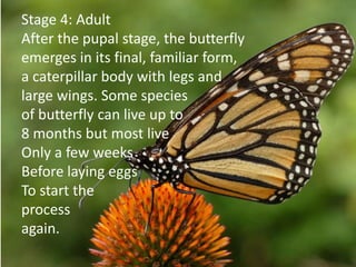 Stage 4: Adult
After the pupal stage, the butterfly
emerges in its final, familiar form,
a caterpillar body with legs and
large wings. Some species
of butterfly can live up to
8 months but most live
Only a few weeks
Before laying eggs
To start the
process
again.
 