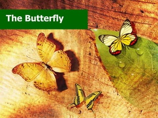 The Butterfly
 