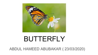 BUTTERFLY
ABDUL HAMEED ABUBAKAR ( 23/03/2020)
 