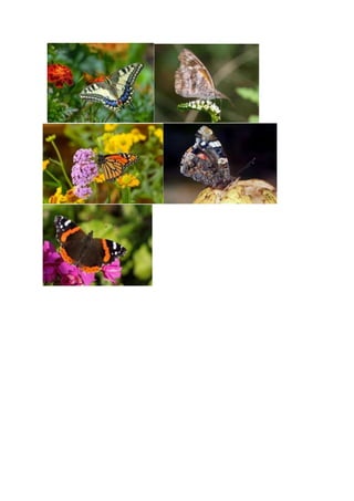 Butterflies Spring Pdf Butterfly | DOCX