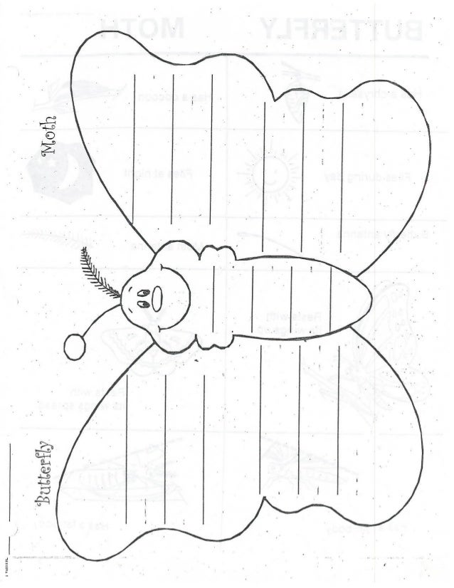 butterfly moth venn diagram butterfly and moth venn diagram