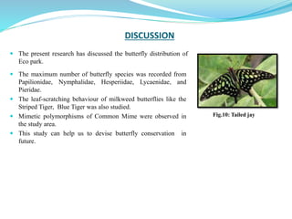 DISCUSSION
 The maximum number of butterfly species was recorded from
Papilionidae, Nymphalidae, Hesperiidae, Lycaenidae, and
Pieridae.
 The leaf-scratching behaviour of milkweed butterflies like the
Striped Tiger, Blue Tiger was also studied.
 Mimetic polymorphisms of Common Mime were observed in
the study area.
 This study can help us to devise butterfly conservation in
future.
Fig.10: Tailed jay
 The present research has discussed the butterfly distribution of
Eco park.
 
