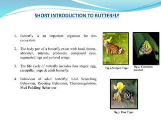 SHORT INTRODUCTION TO BUTTERFLY
1. Butterfly is an important organism for this
ecosystem.
2. The body part of a butterfly exists with head, thorax,
abdomen, antenna, proboscis, compound eyes,
segmented legs and colored wings.
3. The life cycle of butterfly includes four stages: egg,
caterpillar, pupa & adult butterfly.
4. Behaviour of adult butterfly: Leaf Scratching
Behaviour, Roosting Behaviour, Thermoregulation,
Mud Paddling Behaviour
Fig.1: Striped Tiger Fig.2: Common
Jezebel
Fig.3: Blue Tiger
 