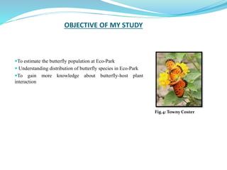 OBJECTIVE OF MY STUDY
To estimate the butterfly population at Eco-Park
 Understanding distribution of butterfly species in Eco-Park
To gain more knowledge about butterfly-host plant
interaction
Fig.4: Towny Coster
 