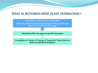 Caterpillars (1st instar 2nd instar, 3rd instar & 4th insar) feed on
leaves of specific host plants
Adult butterflies lay eggs on specific host plant
BUTTERFLY- HOST PLANT STRATEGY
(Basically adult butterflies depend upon their specific host
plant to raise their larval young)
WHAT IS BUTTERFLY-HOST PLANT INTERACTION ?
 