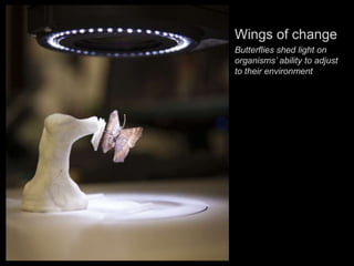Wings of change
Butterflies shed light on
organisms’ ability to adjust to
their environment
 