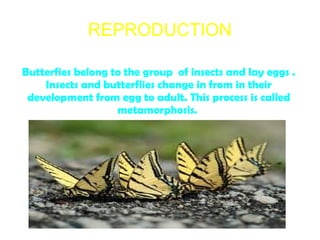 REPRODUCTION

Butterfies belong to the group of insects and lay eggs .
    Insects and butterflies change in from in their...