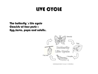 LIVE CYCLE

The butterfly´s life cycle
Consists of four parts :
Egg,larva, pupa and adults.
 