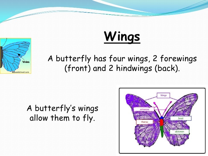Download Butterfly anatomy symmetry presentation