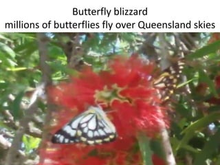 Butterfly blizzard
millions of butterflies fly over Queensland skies
 