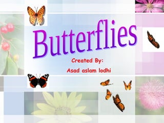 Butterfly by asad aslam