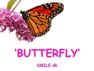 ‘ BUTTERFLY’ SMILE.dk 