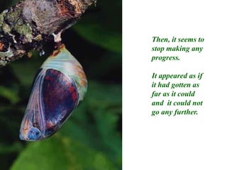 Then, it seems to stop making any  progress.It appeared as if it had gotten as far as it could and  it could not go any further.