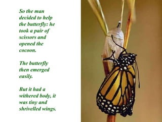 So the man decided to help the butterfly: he took a pair of scissors and opened the cocoon.The butterfly then emerged easily.But it had a withered body, it was tiny and shrivelled wings.