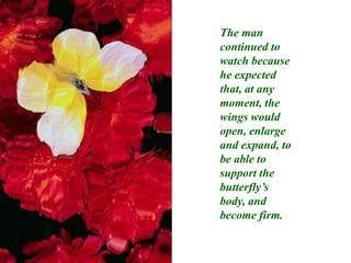 The man continued to watch because he expected that, at any moment, the wings would open, enlarge and expand, to be able to support the butterfly’s body, and become firm.