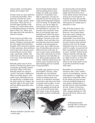 5
such as salvia, morning glory,
daylily and trumpet vine.
Certain colors are more effective
in attracting butterﬂies. They
gravitate towards the colors
pink, red, orange, purple, white
and yellow. They also see ul-
traviolet light invisible to the
human eye, which allows them
to distinguish patterns in ﬂowers
that we don’t see. These invis-
ible signs direct the butterﬂy to
sources of nectar.
Scent is also an excellent way
to attract butterﬂies into your
garden. Fragrance permeates the
air with signals that butterﬂies
decipher with chemical receptors
in their antennae, their proboscis
and in their tarsi. Strong, sweet-
scented ﬂowers such as helio-
trope, spicebush, clethra, but-
terﬂy bush and viburnum seem
to be some of the best butterﬂy
attractants.
Butterﬂy plants may be trees,
shrubs or herbaceous plants such
as annuals, perennials, grasses
and herbs. Many of the best
butterﬂy plants are common
“weeds” and native wildﬂowers.
When you think about it, this
makes sense. Butterﬂies are of-
ten speciﬁcally co-adapted with
the native plants of a region, lay-
ing their eggs on the same tried-
and-true plants generation after
generation.
Several things besides plants
with tantalizing ﬂowers and
foliage can make your garden
attractive to butterﬂies. Sun-
light is important, not only for
reproduction but for drying wet
wings and raising body tempera-
tures for ﬂying. To facilitate this
process, you can lay light-col-
ored stones in your garden for
the butterﬂies to rest upon. To
provide sunny locations, leave
part of your garden open and
unobstructed, which also gives
butterﬂies room to escape their
predators. Ground covers such
as alfalfa, clover and other low-
growing host and nectar plants
combine well with grasses in
open areas. Since different spe-
cies of butterﬂies take nectar at
different times of the day, be
sure to place some nectar plants
where they will always be in the
sun whenever the butterﬂies ar-
rive. Rock gardens planted with
sedum, aubrieta and primrose do
well in sunny locations and are
ideal basking spots for warmth-
loving butterﬂies.
A totally open garden is not an
ideal habitat, however. Since
butterﬂies are such delicate
creatures, they tend to be easy
victims of strong winds and
storms. It is therefore necessary
to provide a safe haven for them
to escape harsh weather. A row
of shrubs, a large tree or a low
rock outcropping can break the
force of the wind and provide
safe refuge. Some nectar plants
that make excellent windbreaks
are honeysuckle and spicebush,
hawthorn and hibiscus. Willow,
poplar and wild cherry trees
create shelter and are larval food
sources for several species. A
butterﬂy box may also provide
a source of refuge for butterﬂies
when placed in a shady spot or
attached to a tree.
Like all living creatures, but-
terﬂies need water to survive.
However, they cannot drink
from open water. Instead, pro-
vide your butterﬂies with a
mud puddle, from which they
will acquire not only moisture,
but also vitamins and nutrients
released in the soil. By simply
letting the hose run on one area
until it is muddy, you provide all
that a butterﬂy needs in the way
of water. Another method of pro-
viding a butterﬂy watering hole
is to bury a bucket of sand, ﬁlled
to within an inch or so from the
top. Place a few rocks and/or
sticks on top of the sand to serve
as perches and ﬁll the bucket
with water.
Butterﬂies are sometimes at-
tracted to other, more “earthy”
sources of nourishment, such as
urine patches or “doggie-doo,” so
a spot that is frequently visited
by the family pet may become
a favorite butterﬂy hangout in
your garden. Rotting fruit is a
special treat for some butterﬂies
as well. A plate of fruit juice,
sugar water or even stale beer
with a sponge ﬂoating in it will
also provide them with an ener-
gizing treat.
Buckeye butterﬂy on Joe-Pye weed,
a native plant.
A Red-spotted purple
butterﬂy takes a drink from
a puddle in a gravel drive.
 